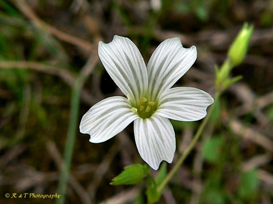 {Mononeuria patula}